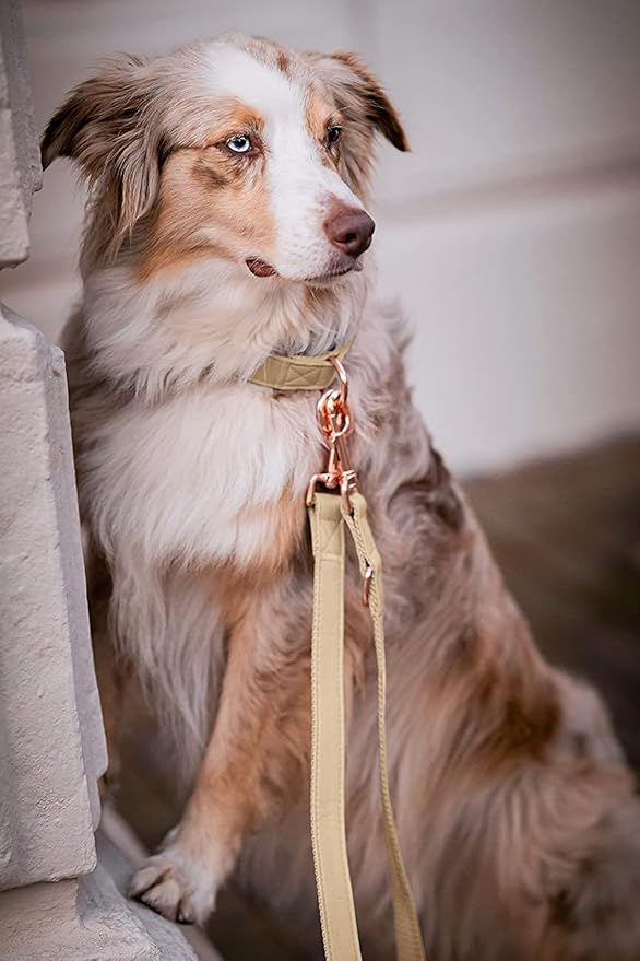 Soft Leather Dog Collar and Leash (6.6') Set - Stylish Rose Gold Heavy Duty Metal Buckle, 4 Adjustable Lengths Leash for Small Medium Large Dogs - Comfortable & Easy to Clean Beige XS(8"-12")
