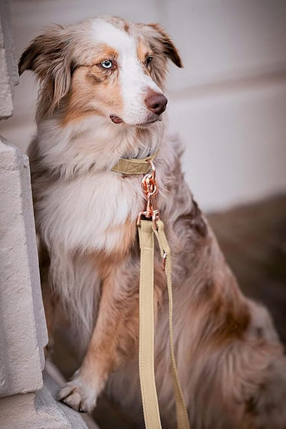 Soft Leather Dog Collar and Leash (6.6') Set - Stylish Rose Gold Heavy Duty Metal Buckle, 4 Adjustable Lengths Leash for Small Medium Large Dogs - Comfortable & Easy to Clean Beige XS(8"-12")