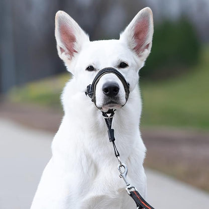 GoodBoy Dog Head Halter with Safety Strap - Stops Heavy Pulling On The Leash - Padded Headcollar for Small Medium and Large Dog Sizes - Head Collar Training Guide Included (Size 4, Black)
