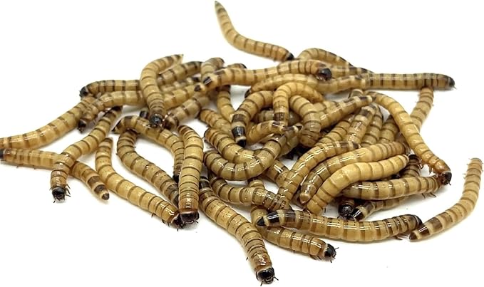 100ct Live Superworms - Large 1.75"-2"+ - Live Arrival Guaranteed* (100)