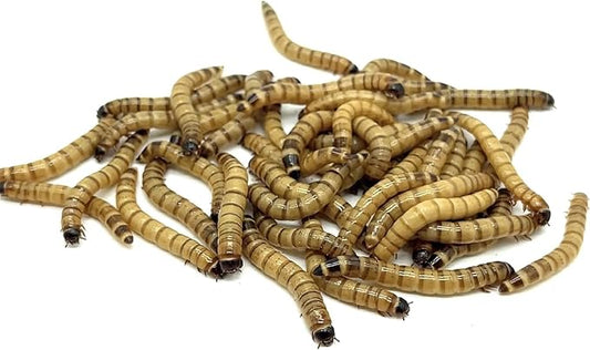 100ct Live Superworms - Large 1.75"-2"+ - Live Arrival Guaranteed* (100)