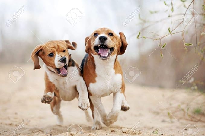 Dog Eye Health - Dog Eye Health - Advanced Formula - Benefits Vision - Immune Support - Dog Vitamin e - 3 Bottles (180 Treats)