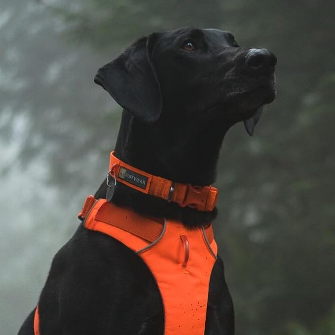 Ruffwear, Front Range Dog Collar, Adjustable Tubelok Webbing, Lightweight, Side Release Buckle, Aluminum V-Ring, Durable for Everyday Use, Blaze Orange, 20"-26"