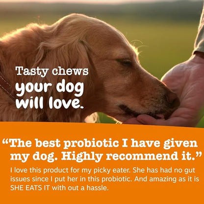 Zesty Paws Probiotics for Dogs, Digestive Enzymes Gut Flora, Digestive Health, Diarrhea & Bowel Support, DE111, Dog Probiotics Soft Chew for Pet Immune System, Chicken, 50 Ct