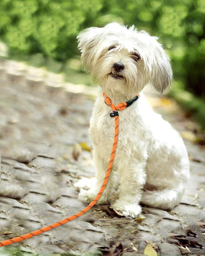 TagME 6ft Slip Dog Lead, No Pull Reflective Training Leash with Padded Handle, Professional Rope P-Leash for Small Medium Large Dogs, Heavy Duty Correction Lead for Walking & Training (Orange)