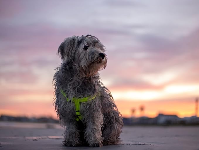 Reflective Adjustable Dog Step in Harness for Medium Dogs; matching collar and leash available, Orange