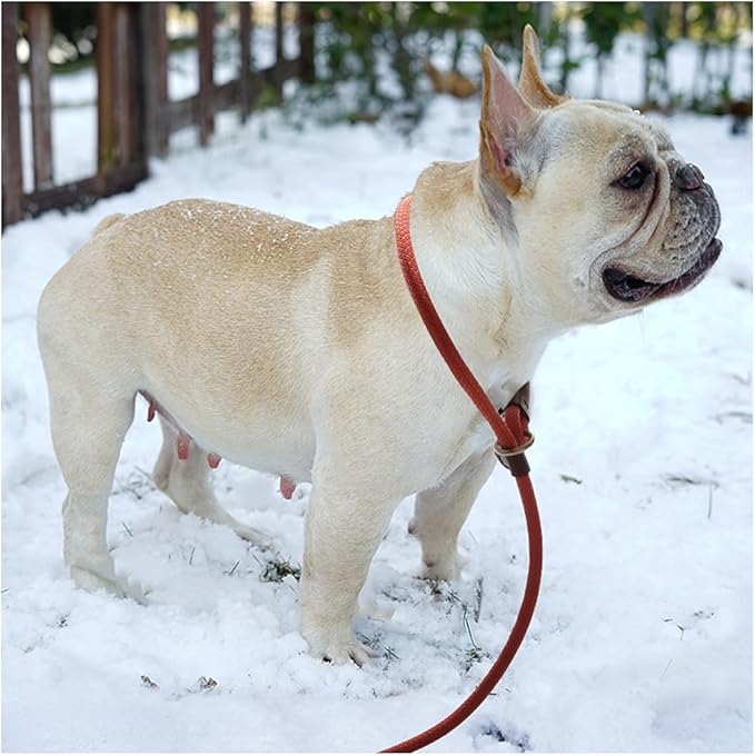 BTINESFUL 7ft Slip Lead Dog Leash, 1/4" Dog Training Leash for Small Medium Dogs, 14+ Colors, Nylon Rope No-Pull Lead