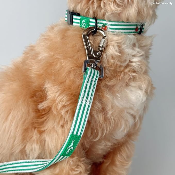 Lucy & Co. Tomato, Tomahto Dog Leash, Durable Matching Dog Lead with Heavy Duty Hardware, Large
