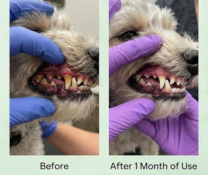 Googipet Dental Powder for Dogs Teeth Cleaning - Dog Dental Powder Breath Freshener & Plaque Remover - Tartar Remover for Dogs & Dog Breath Freshener Plaque Off W/Kelp, Parsley, Rosemary, & Mint