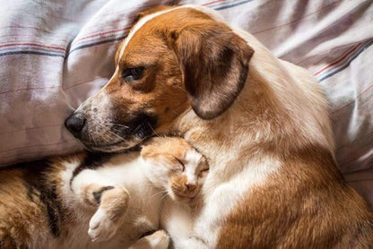 I LOVE MY PETS LLC Urinary Tract Infection Supplements for Dogs - PET Urinary Tract Support - Dogs and Cats - UTI Relief Complex - Corn Silk Dogs - 180 Treats (2 Bottles)