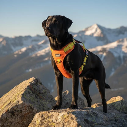 Tactical Dog Harness for Large Medium Dogs No Pull Adjustable Pet Vest with Reflective Straps Front & Back Clips Handle for Hiking Walking Hunting– 4 Sizes with or Without Leash (Orange, L)