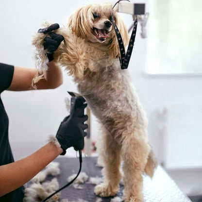 10 Blade Dog Grooming Clipper Blades Compatible with Andis Dog Clippers,Detachable Stainless Steel Blade,Size 10, 1/16-Inch Cut Length