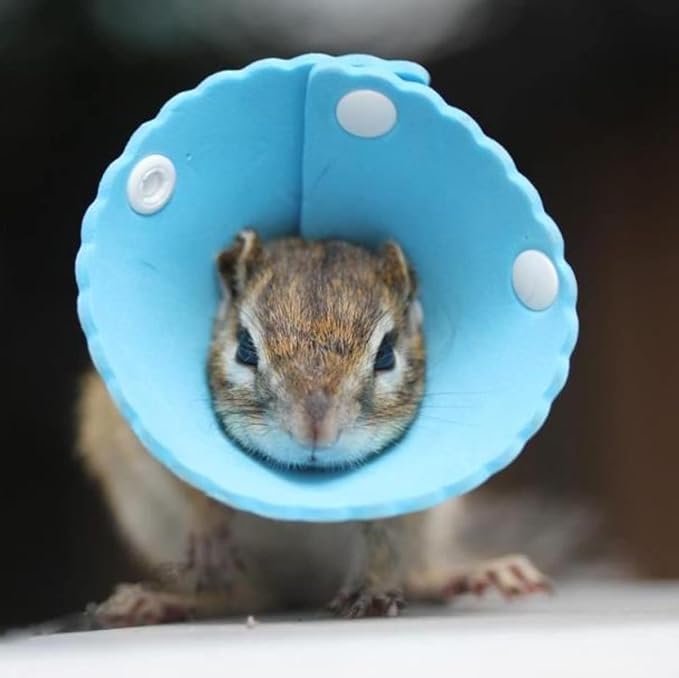 Squirrel Elizabeth Collar, Sugar Glider Protection Cone Neck Recovery Collar, Elizabeth Anti-Water E-Collar Cone for Small Animals, Soft Pet Neck Cone for Squirrel (for Chipmunk/Sugar Glider)