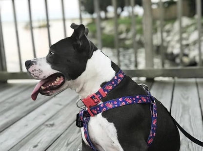 Blueberry Pet Spring Scent Rose Print Dog Collar, Small, Adjustable, Neck 12-16", Award Winning, Eco-Friendly, Pink Girl Dog Collars, Puppy Collars, Dog Collars for Medium Dogs
