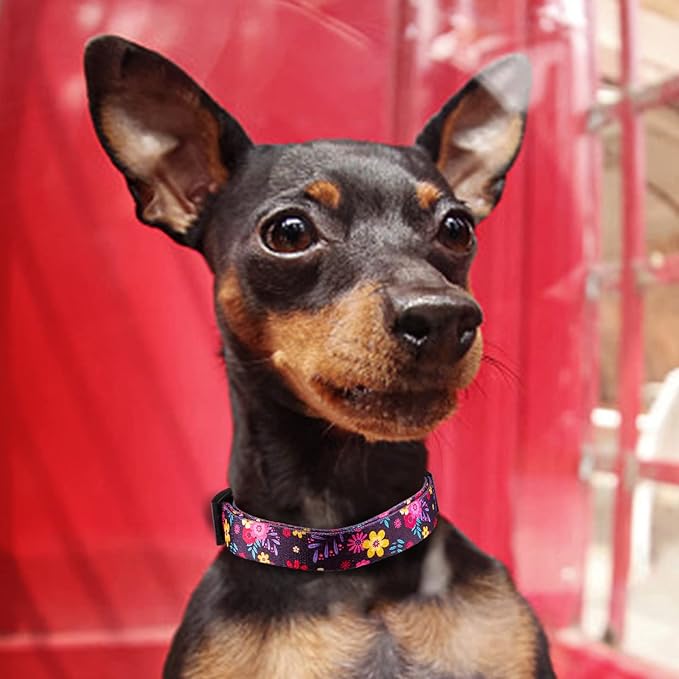 QQPETS Adjustable Soft Dog Collar: Print Flower Pink Multicolor Cute Patterns for XS Small Medium Large Pet Girl Boy Puppy Walking Running Training (L, Elegant Purple)
