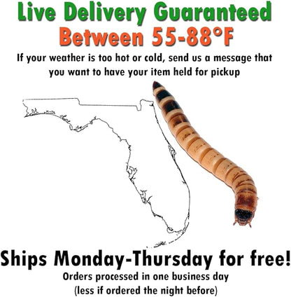 Superworm 200 Live (Large)-Bulk and Organic from Florida
