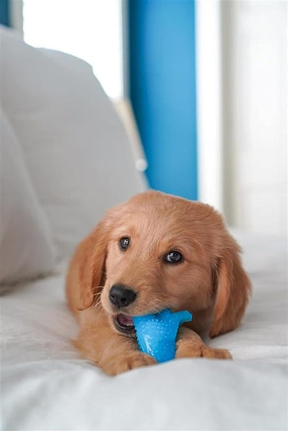 Nylabone Dental Dinosaur Puppy Power Chew Toy, Soothing Puppy Teething Bone, Enrichment Toy for Puppies, Chicken Flavor, Small Dogs - Up to 25 lbs., 1 Count