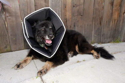 All Four Paws Comfy Cone Pet Cone for Dogs, Cats, X-Small, Black - Comfortable Soft Dog Cone Collar Alternative for After Surgery, Wound Care, Spay, Neuter - Dog and Cat Recovery Elizabethan-Collar