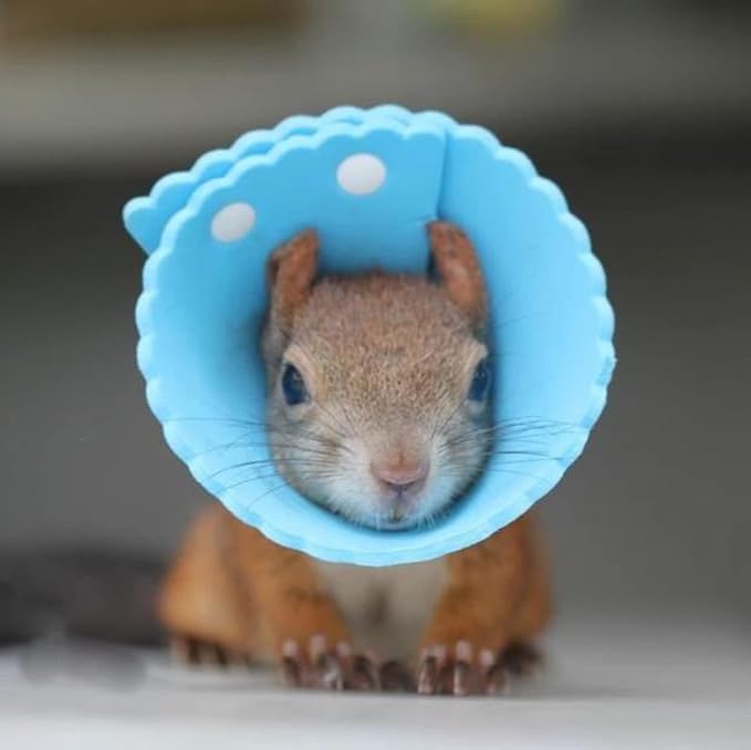 Squirrel Elizabeth Collar, Sugar Glider Protection Cone Neck Recovery Collar, Elizabeth Anti-Water E-Collar Cone for Small Animals, Soft Pet Neck Cone for Squirrel (for Chipmunk/Sugar Glider)
