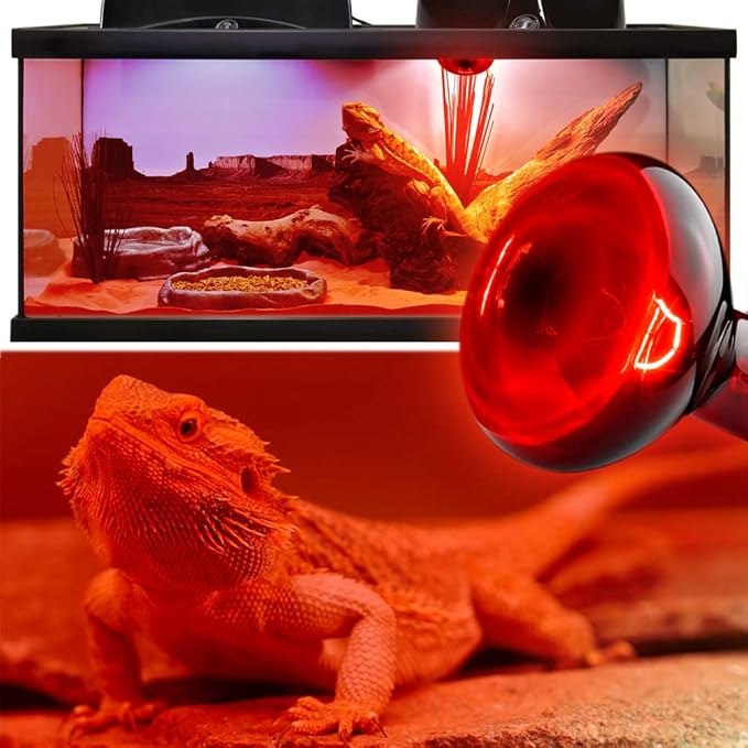 2 Pack 50w Reptile Heat Lamp Bulb Infrared Basking Spot Heat Lamp for Reptiles & Bearded Dragon Amphibian, Chicks, Dog Heating Use with Stick-on Digital Temperature Thermometer