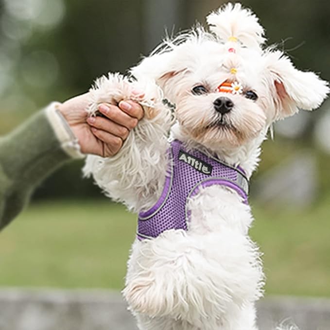 AIITLE Easy Walk Dog Harness and Leash Set - Pet Supply No Pull, Step in Adjustable Dog Harness with Padded Vest for All Weather, Dog Harness No Choke Over, Easy to Put on Medium Dogs Purple L