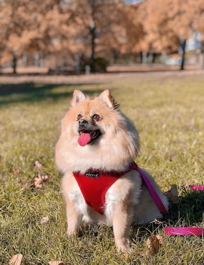 Puppia Soft Dog Harness, Wine, Small (PDCF-AC30-WN-S)
