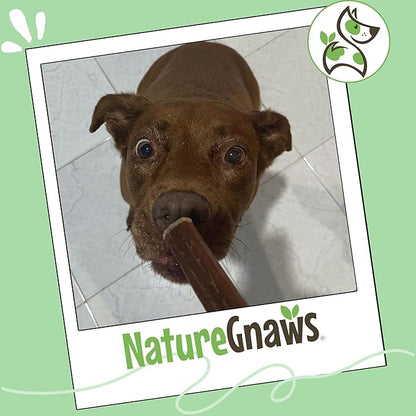 Nature Gnaws Bully Sticks for Dogs 5-6" (8oz) - Mixed Thickness - Long Lasting for Aggressive Chewers and Large Dogs - Natural Beef Dog Chew Bones