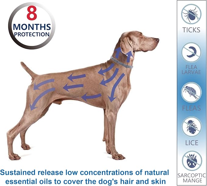 Flea and Tick Collar for Large Dogs, 2‑Pack | Double Protection for Multi‑Dog Homes, 8‑Month Waterproof Design | Natural Essential Oils, No Harsh Chemicals