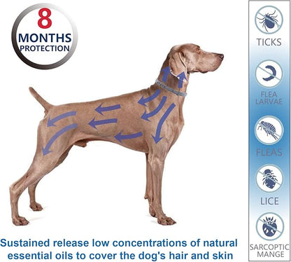 Flea and Tick Collar for Large Dogs, 2‑Pack | Double Protection for Multi‑Dog Homes, 8‑Month Waterproof Design | Natural Essential Oils, No Harsh Chemicals