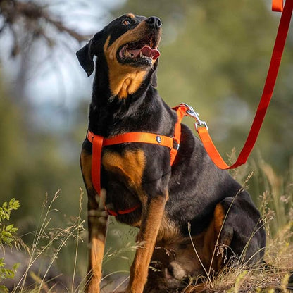 Blueberry Pet Essentials Matching Dog Collar Leash Harness Set in Orange Vermilion, Adjustable Classic Solid Color Nylon Collar with Harness & 5 ft Leash for Small Dogs
