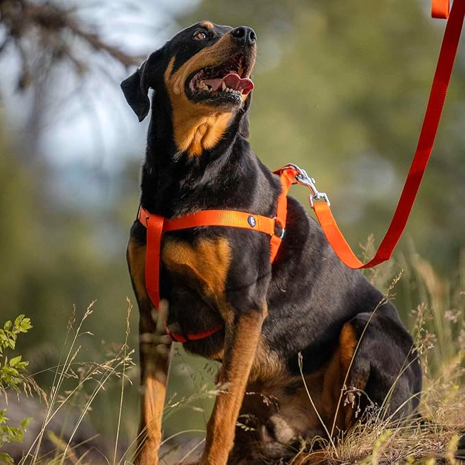 Blueberry Pet Essentials Matching Dog Collar Leash Harness Set in Orange Vermilion, Adjustable Classic Solid Color Nylon Collar with Harness & 5 ft Leash for Medium Dogs