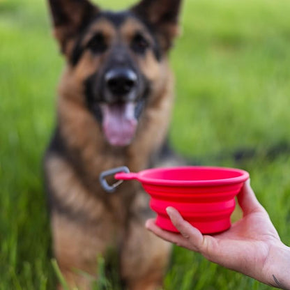 Messy Mutts Silicone Collapsible Bowl | Pet Travel Necessity | Portable Water or Food Dish | Pop Up Watering Bowl | Camping, Hiking, Walking Accessory | Small, 1.75 Cups | Watermelon