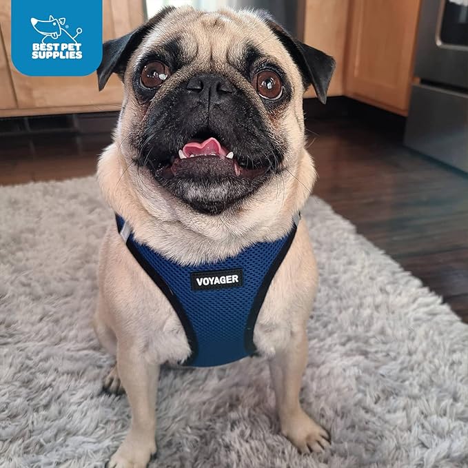 Best Pet Supplies Voyager Step-in Air Harness - All Weather Mesh, Reflective, No Pull Harness for Dogs, Cats - Secure with Hook & Loop Fastener, Buckle, Double D-Rings - Royal Blue/Black Trim, M