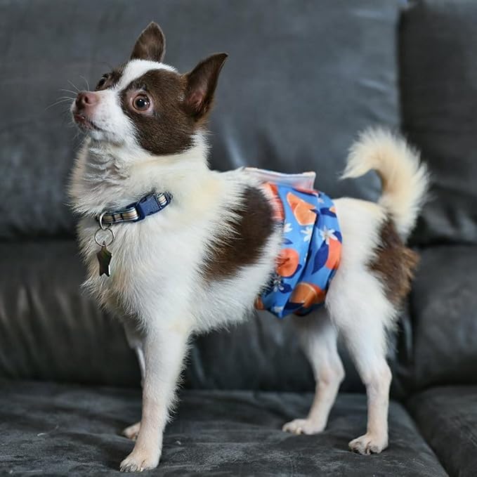 wegreeco Washable Male Dog Belly Band (Stylish Pattern)- Pack of 3 - Washable Male Dog Belly Wrap, Dog Diapers Male (Fruit, Large)