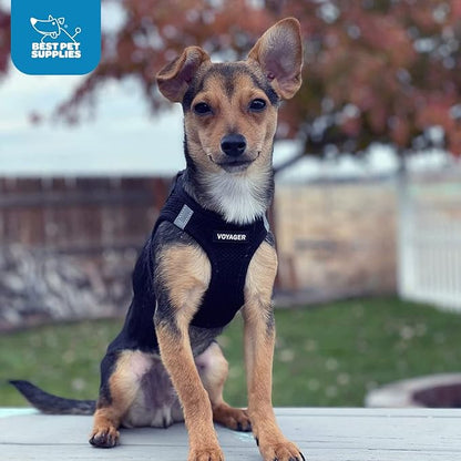 Best Pet Supplies - All Weather Mesh / Plush, Reflective, No Pull Harness for Small, Medium Dogs, Cats - Secure with Hook & Loop Fastener, Buckle, Double D-Rings - Black/Black Trim, XS