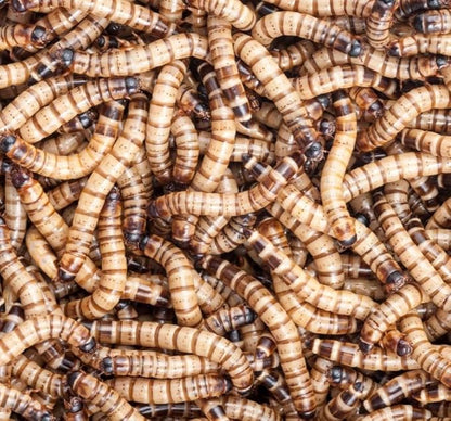 200 Count Live Superworms Large with 2-Day Shipping