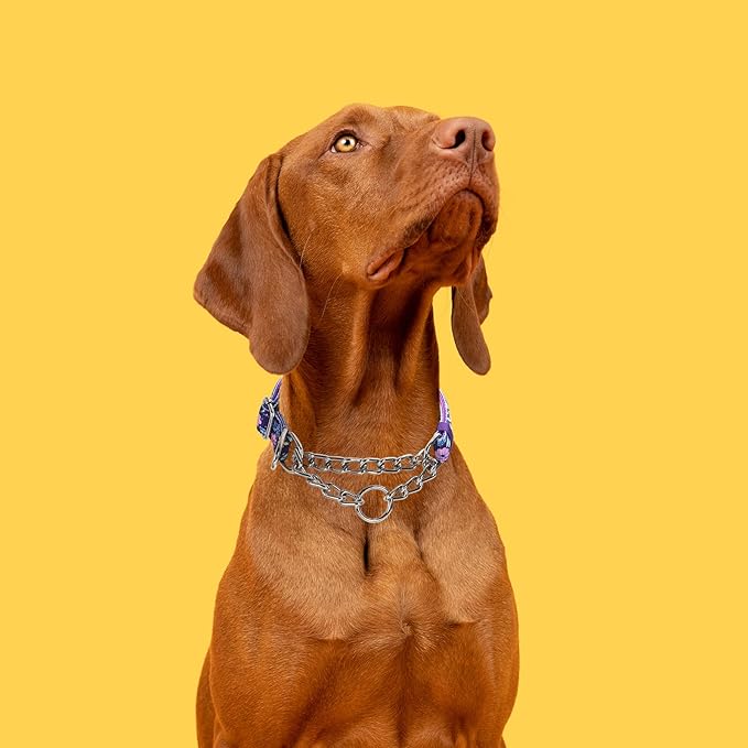 Chain Martingale Collar for Dogs,No Pull Slip Cinch Choker Choke Collar Training Escape Proof Heavy Duty Stainless Dog Collar for Small Medium Large Pet Boy Male Dogs，Purple Flower M