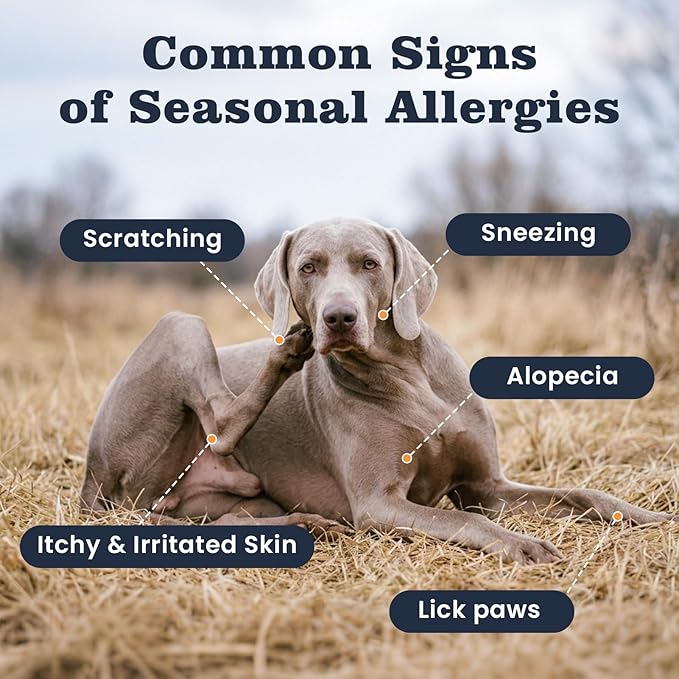 Dog Allergy Chews 200 Treats, Allergy & Itch Skin Relief Omega 3 Fish Oil Probiotics for Seasonal All Issues Allergies Skin & Hair, Gut, Immune Support-All Ages & Sizes Dogs Made in USA Chicken Flavor