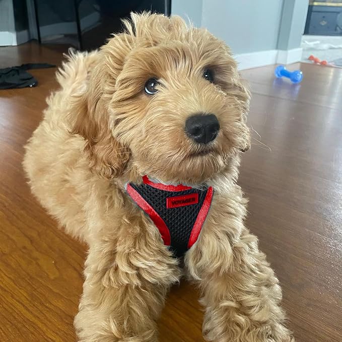 Best Pet Supplies - All Weather Mesh/Plush, Reflective, No Pull Harness for Small, Medium Dogs, Cats - Secure with Hook & Loop Fastener, Buckle, Double D-Rings - Black/Red Trim, XS