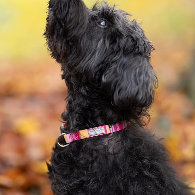 Lucky Love Dog - Adjustable Dog Collar with Easy Click Buckle for Small Dogs, Durable, & Comfortable for Male & Female Dogs, Pet Collar for Puppies & Adult Dogs - Molly, Small