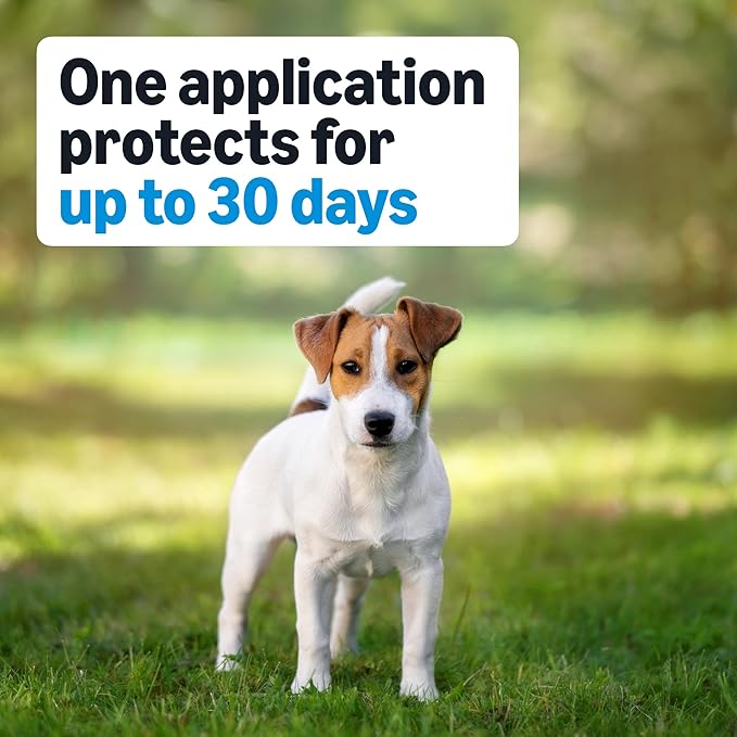 Amazon Basics Preventative Flea, Tick & Mosquito Topical Treatment for Medium Dogs (11-20 pounds), 6 Count, Packaging May Vary
