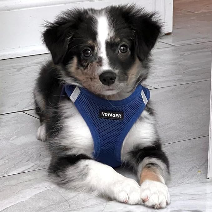 Best Pet Supplies Voyager Step-in Air Harness - All Weather Mesh, Reflective, No Pull Harness for Dogs, Cats - Secure with Hook & Loop Fastener, Buckle, Double D-Rings - Royal Blue, XXXS