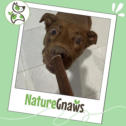 Nature Gnaws Large Bully Sticks for Dogs 11-12" (5 Count) - Thick Long Lasting for Aggressive Chewers and Large Dogs - Natural Beef Dog Chew Bones