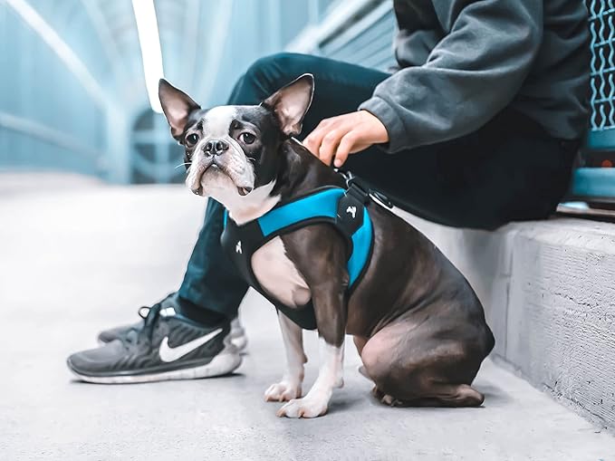 Gooby - Escape Free Easy Fit Harness, Small Dog Step-in Harness for Dogs that Like to Escape Their Harness, Turquoise, Small