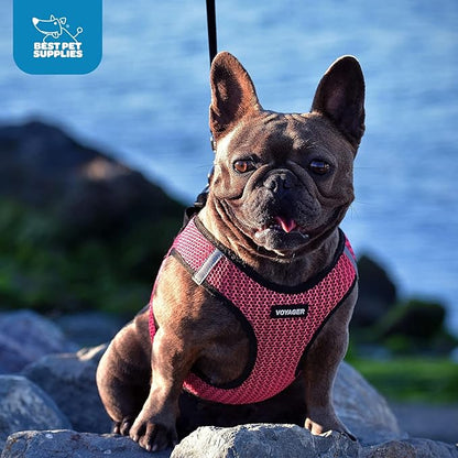 Best Pet Supplies Voyager Step-in Air Harness - All Weather Mesh, Reflective, No Pull Harness for Dogs, Cats - Secure with Hook & Loop Fastener, Buckle, Double D-Rings - Turquoise, L