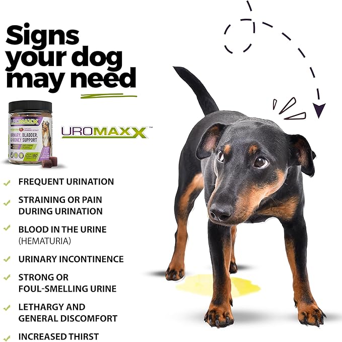 UroMAXX Dog Urinary Tract Infection Treatment, Bladder & Kidney Support for Dogs, Powerful Pet Care, Natural Soft Chews with Cranberry & Glucosamine, Made in The USA, Chicken Flavor, 90 Count, 2 Pack