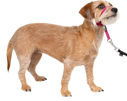PetSafe Gentle Leader Headcollar No-Pull Dog Collar - Helps Improve Walks - Durable Nylon Construction - Padded Nose Loop - Adjustable Fit - Comfort Walking Halter - Small, Raspberry Pink