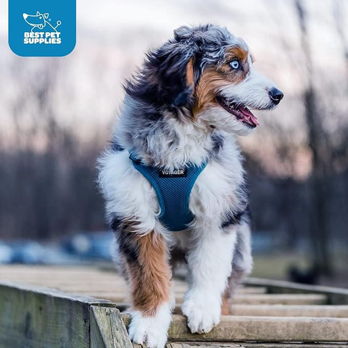 Best Pet Supplies Voyager Step-in Air Harness - All Weather Mesh, Reflective, No Pull Harness for Dogs, Cats - Secure with Hook & Loop Fastener, Buckle, Double D-Rings - Blue, XL