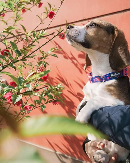Blueberry Pet Spring Scent Rose Print Dog Collar, Small, Adjustable, Neck 12-16", Award Winning, Eco-Friendly, Pink Girl Dog Collars, Puppy Collars, Dog Collars for Medium Dogs