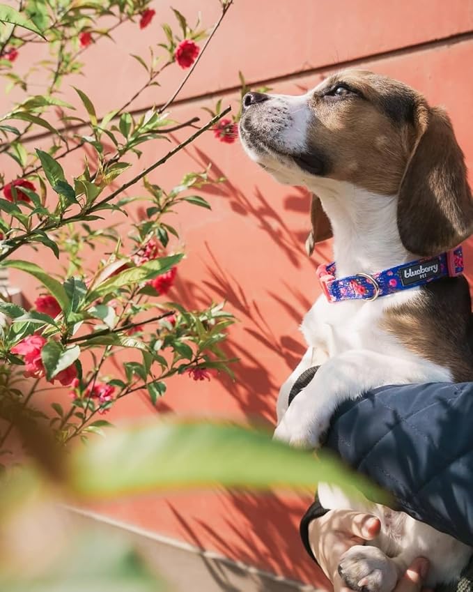 Blueberry Pet 7 Patterns Spring Scent Inspired Rose Print Irish Blue Adjustable Dog Collar, X-Small, Neck 8"-11"